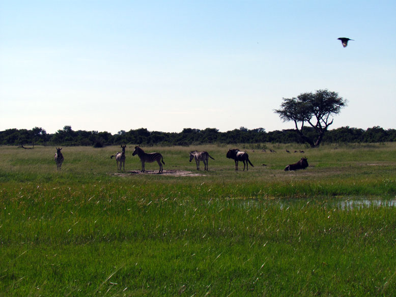 PN Hwange